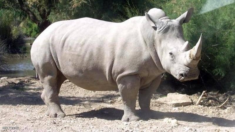 نجاح تجربة علمية لإنقاذ وحيد القرن من الانقراض